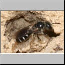 Lasioglossum interruptum - Furchenbiene w04 6mm.jpg